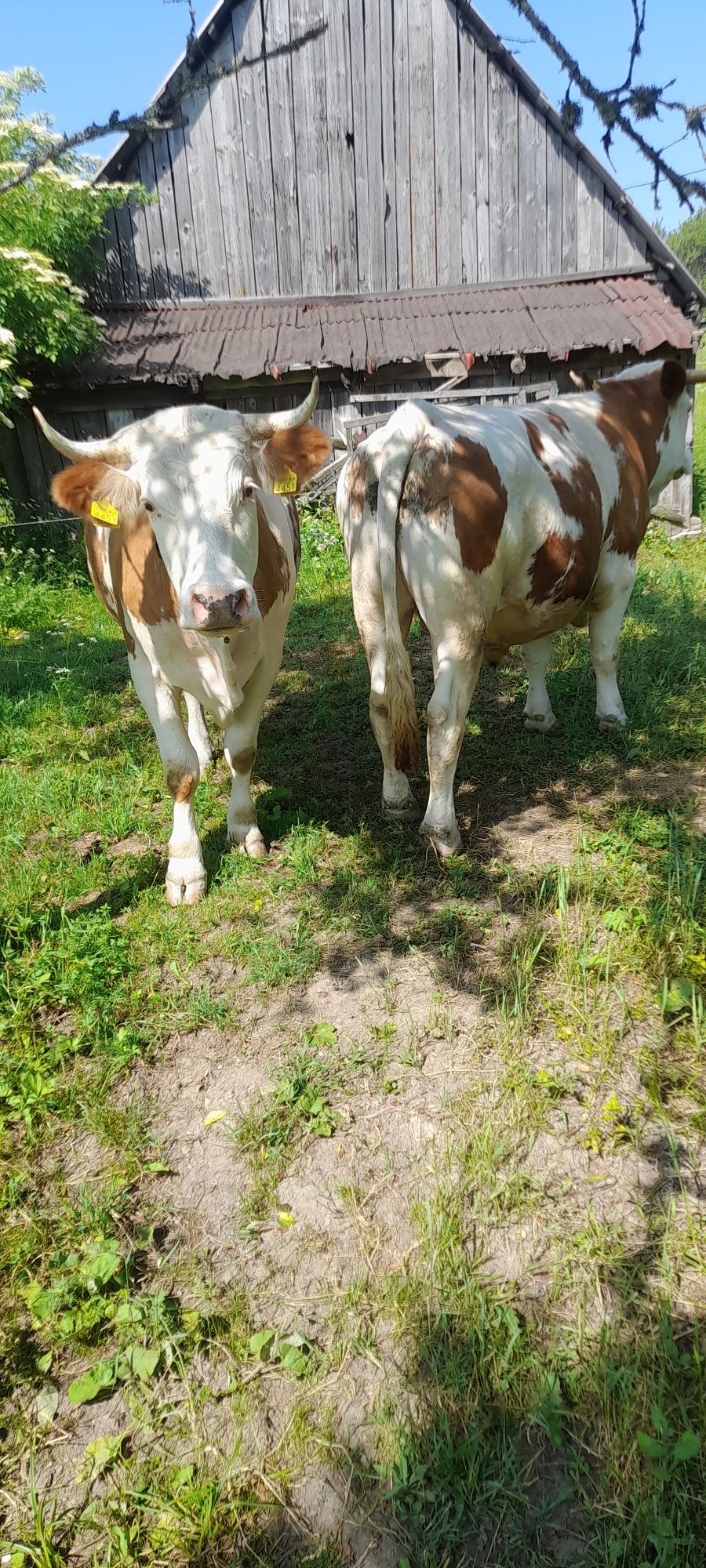 Junci de vanzare