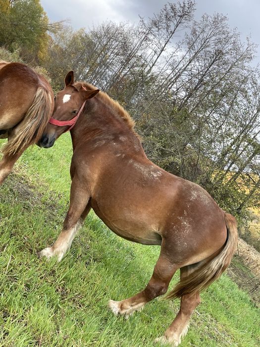 manz de 6 luni de vanzare