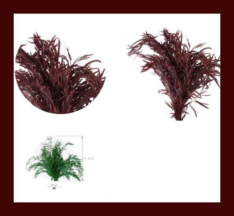 Plante stabilizate ,pentru decor tablouri si pereti vegetali