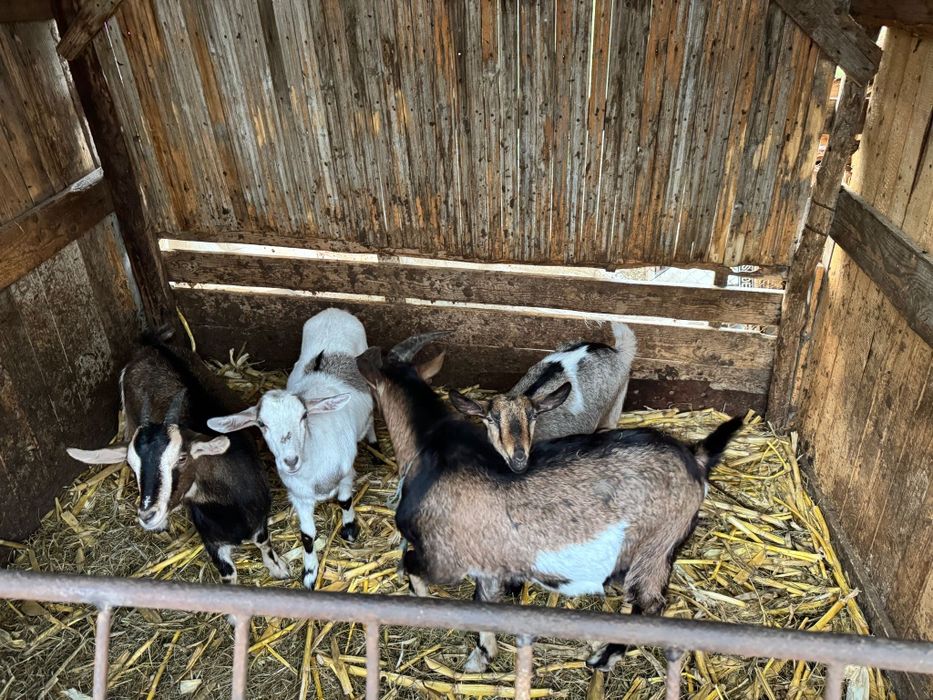 Vând capre și iezi