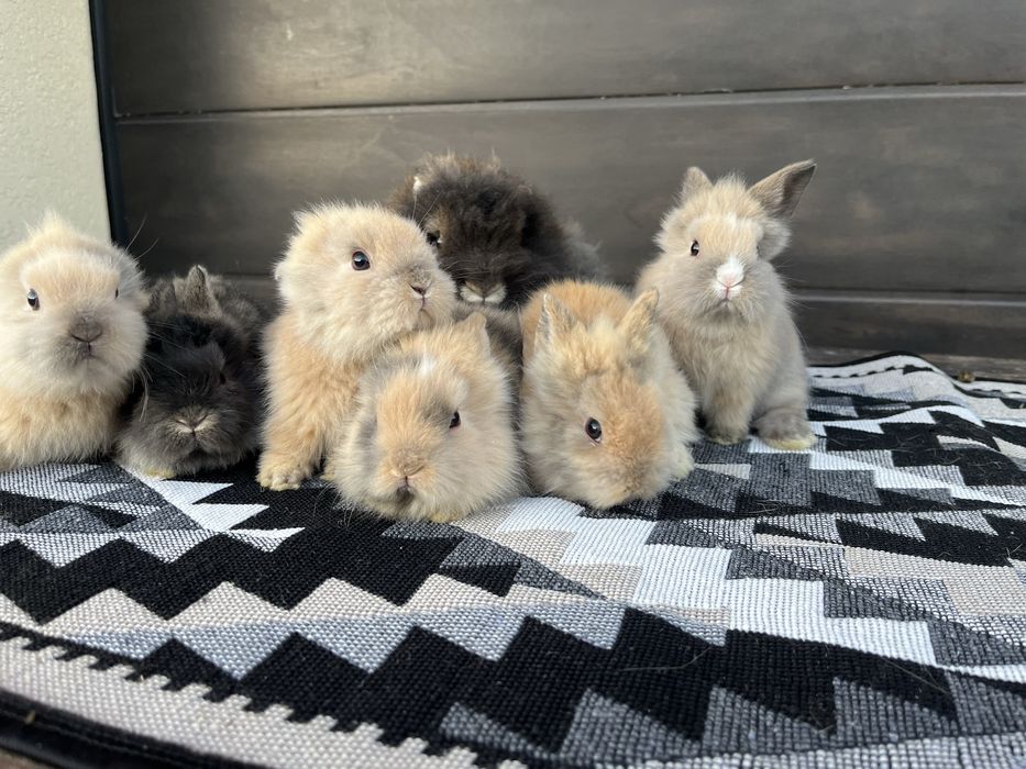 Iepuri rasa Cap de leu