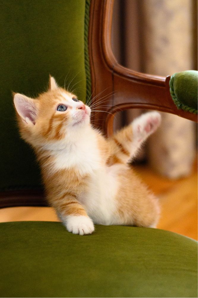 Отдам рыжего котенка, 1,5 месяца
