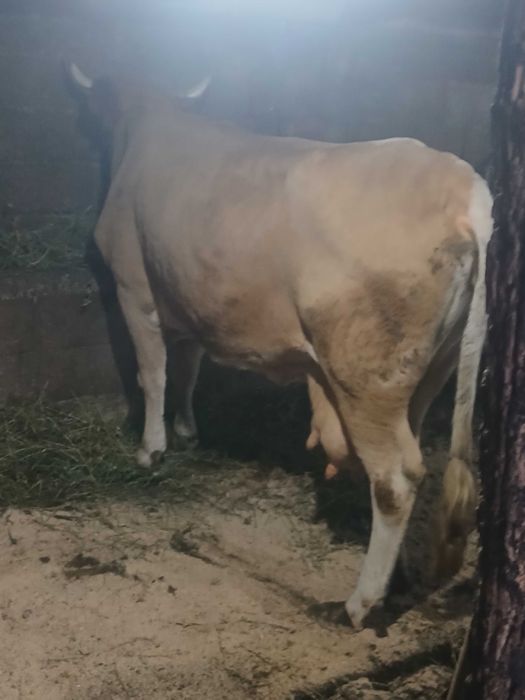 Vaca de vanzare buna pentru ținut