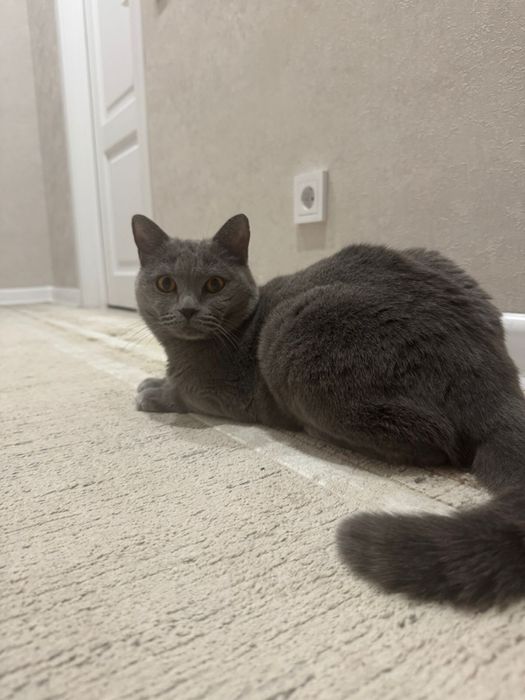 Заберите кота пожалуйста