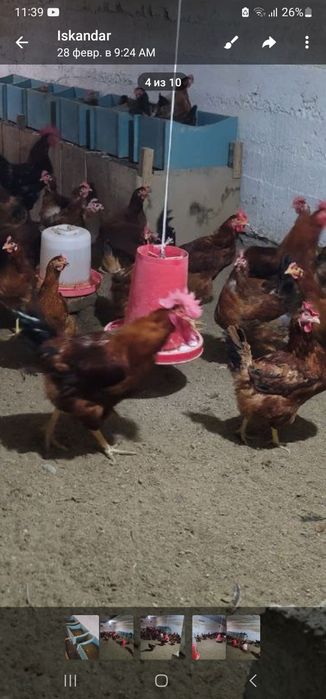 Xanxyap. Tovuklar. Tuxumi. Sotiladi