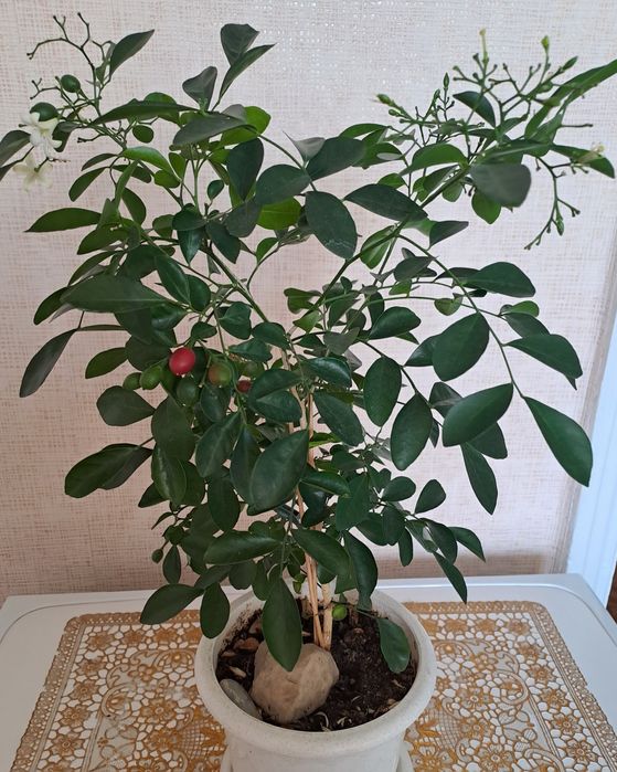 Продам комнатные растения