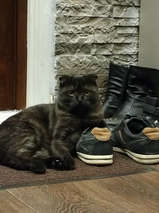 Продам кота шотландский веслаухий