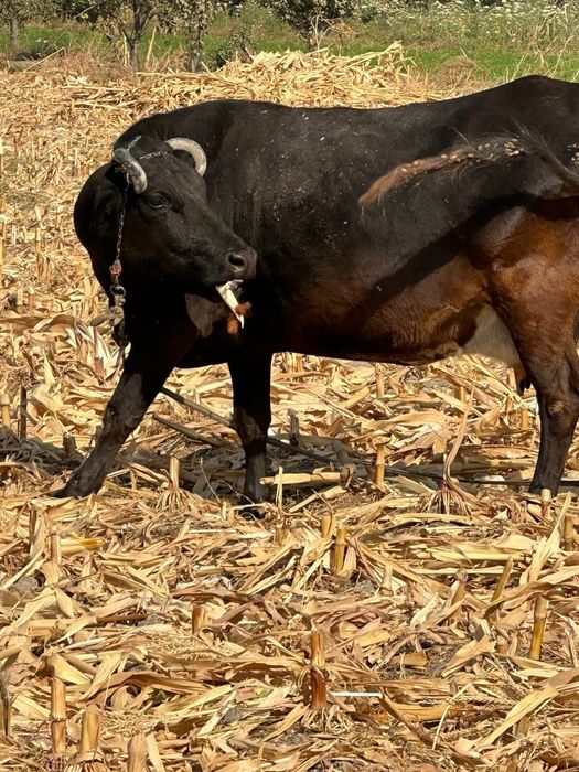 Кисир сигир сотилади срочно