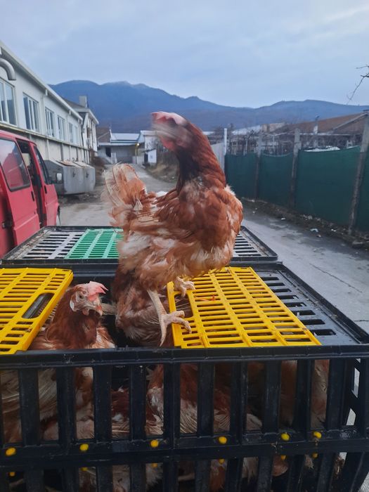 Продавам кокошки носачки за яйца