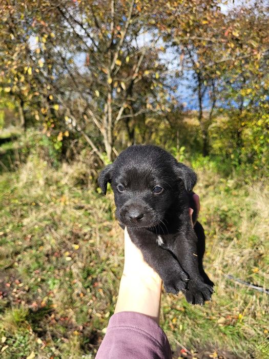 Pui de câine maro si negru