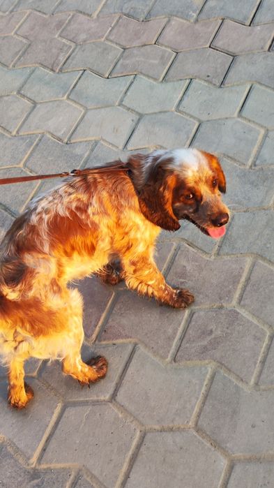 ВЯЗКА, кобель Кокер спаниель