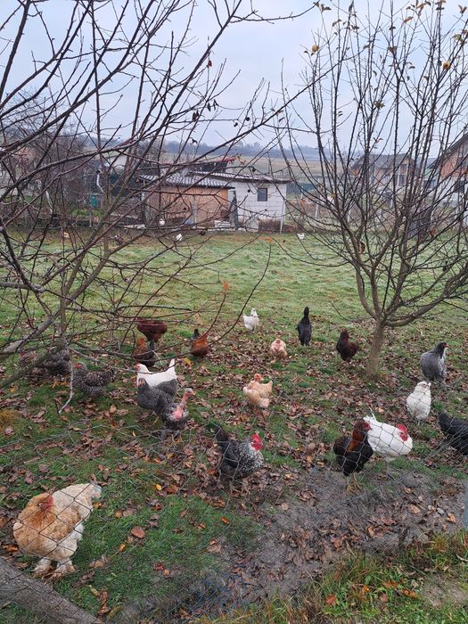 Vând găini diferite rase