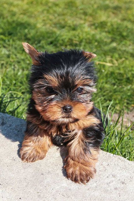 Йоркширски териер, мини йорки момиче