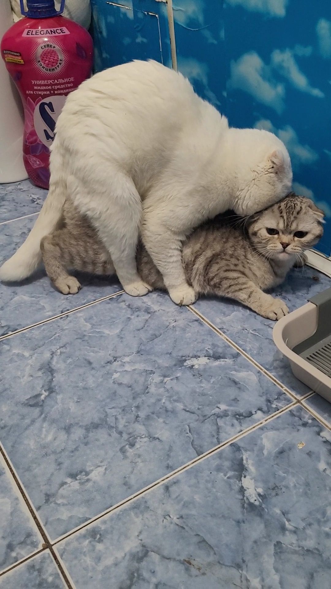 Кот на вязку шотландский вислоухий