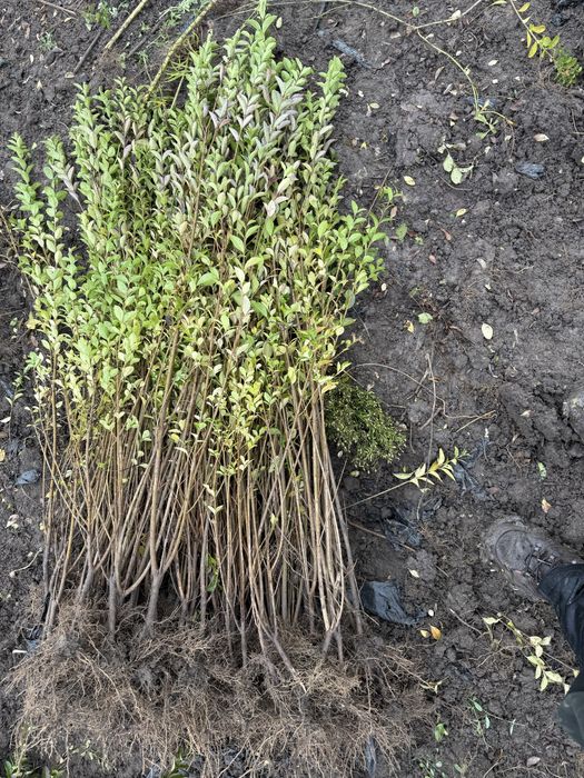 Ligustrum ovalifolium - lemn cainesc - anul 2