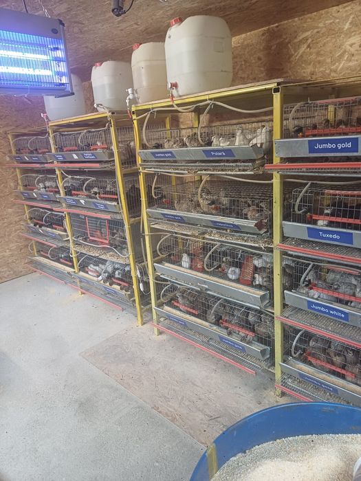 Vând ouă de prepeliță