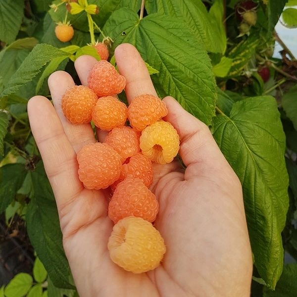 Arbuști fructiferi Zmeur Galben