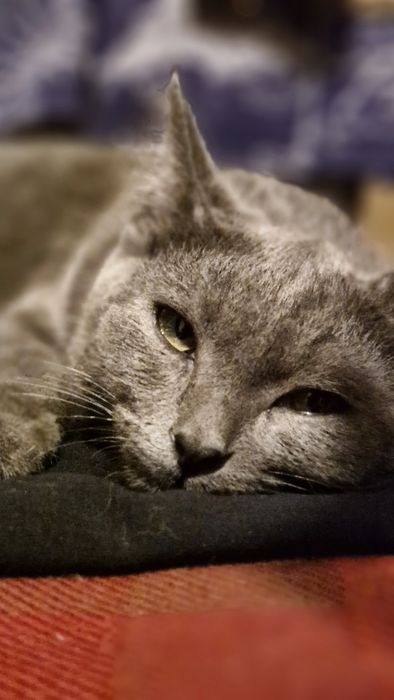 Котенок. Девочка.