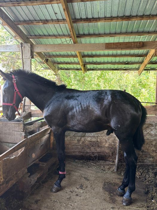 Еркек тай сатылады