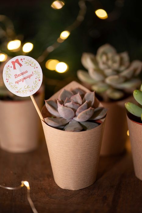 живи подаръци с цветя