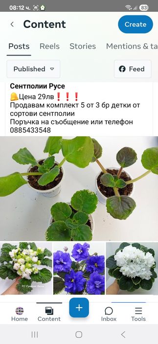 Сортова сентполия