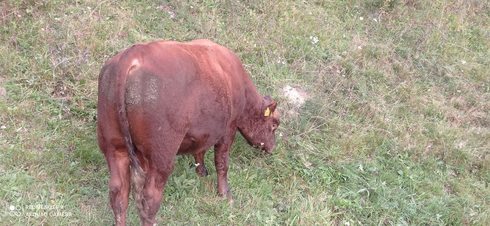 Vand doi taurii Angus