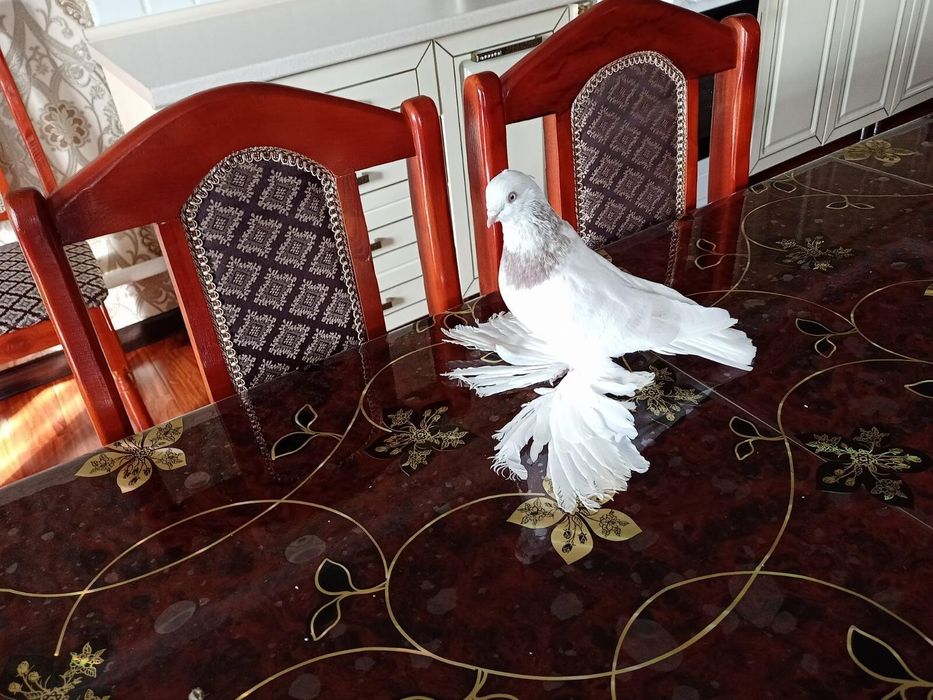 Продается бусая голубка