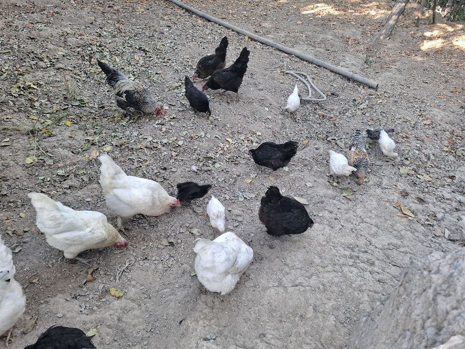 Tovuq va jo‘jala sotiladi 10 ta tovug 18 joja 2 xo‘roz