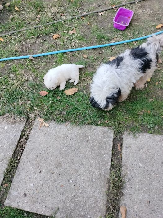 Pui shih tzu(fetiță)