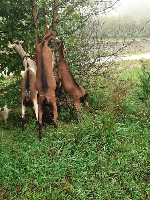 Capre alpine de vânzare
