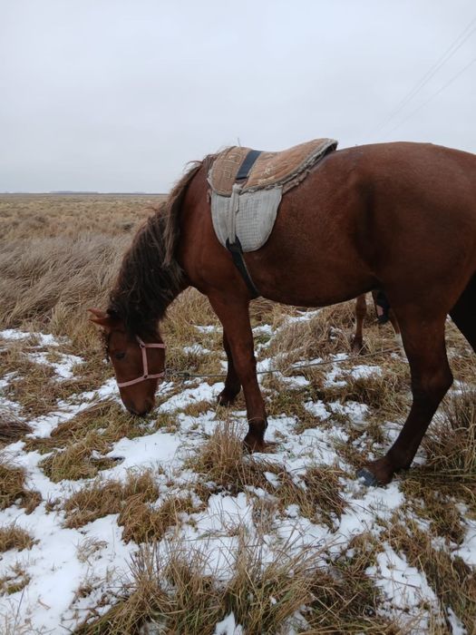 Лошадь продам ступинка