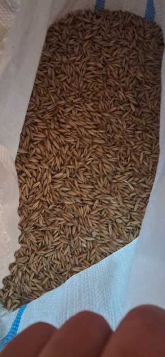 Orz și ovaz la sac
