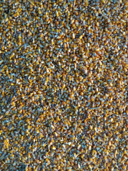 Vând porumb boabe de anul acesta