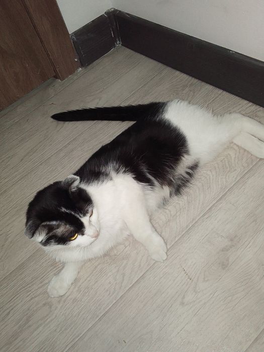 Отдам котят в хорошие руки