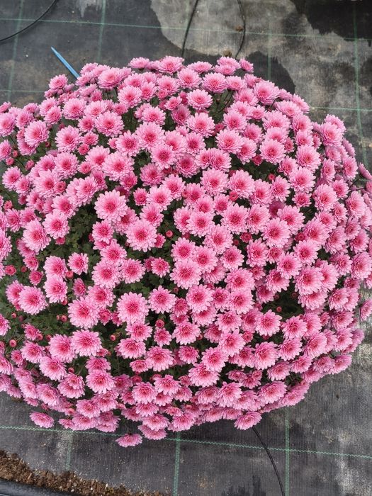 Crizanteme de vânzare