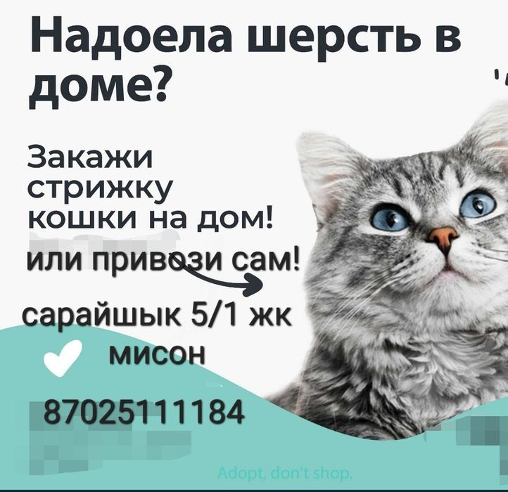 Кошки  животные кошки