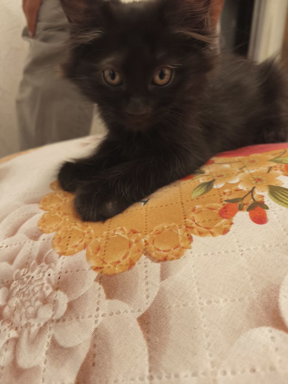 Породистые котята отдам в хорошие руки