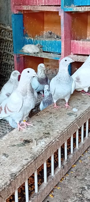 Voiajori standard de frumusețe