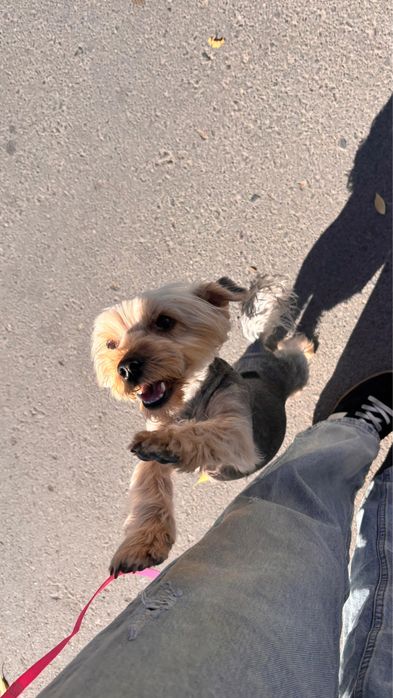 отдам в добрые руки