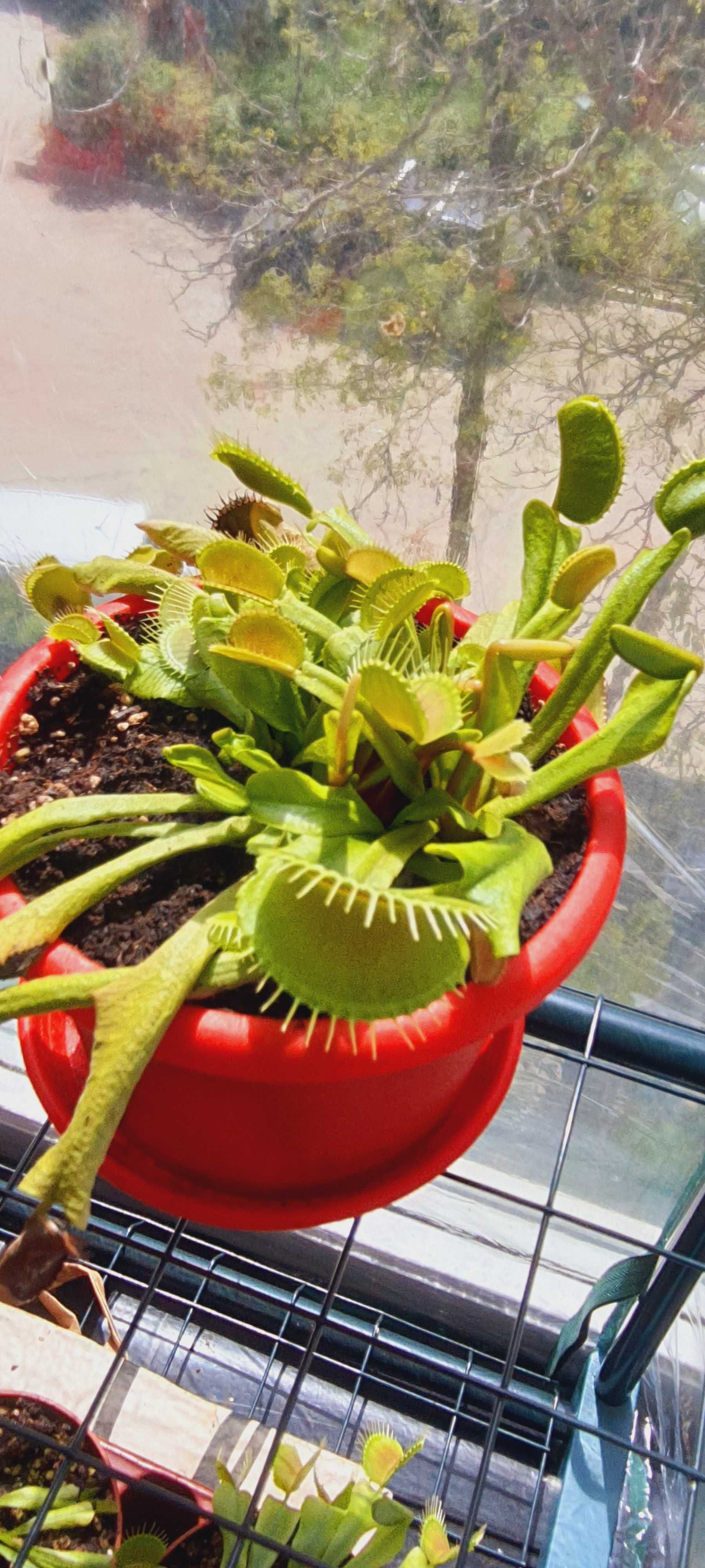 Planta Carnivora Venus Trap