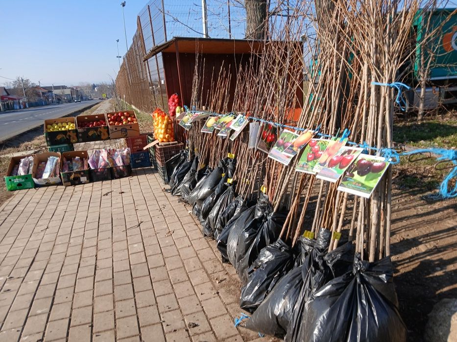 Pomi fructiferi certificati