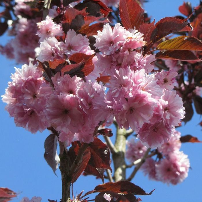 Cires Japonez (Royal Burgundy)