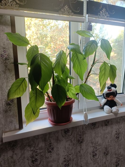 Продам цветы большие,один цветок 120000 сум