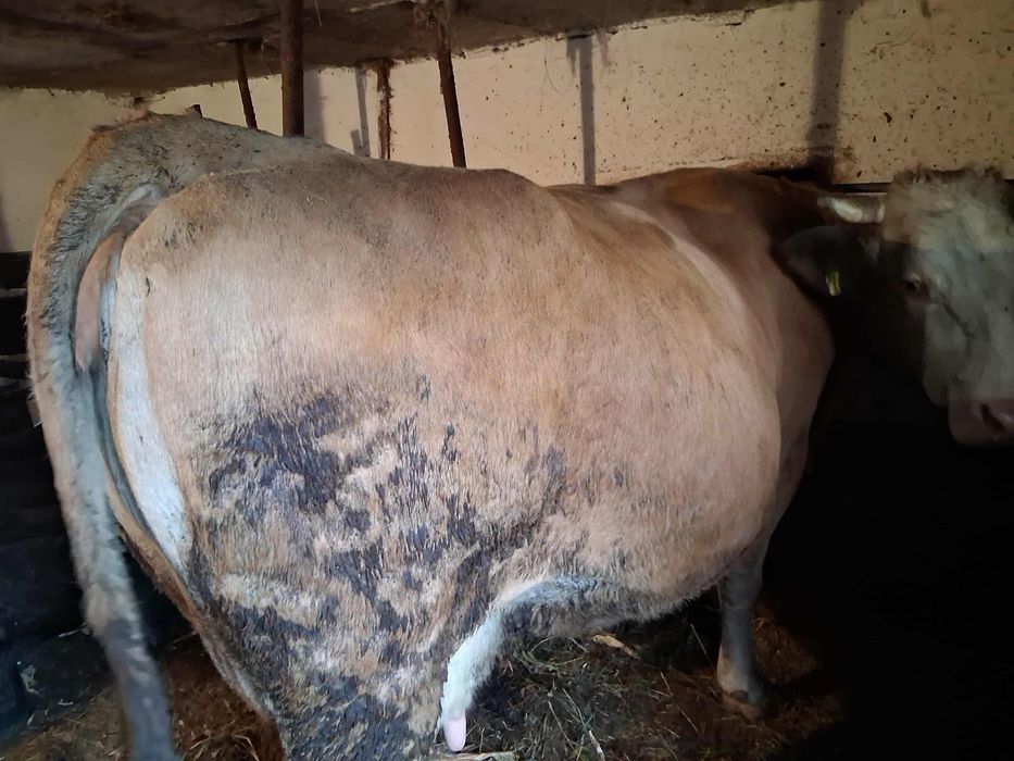 VAND VACA Gestanta in 8 luni