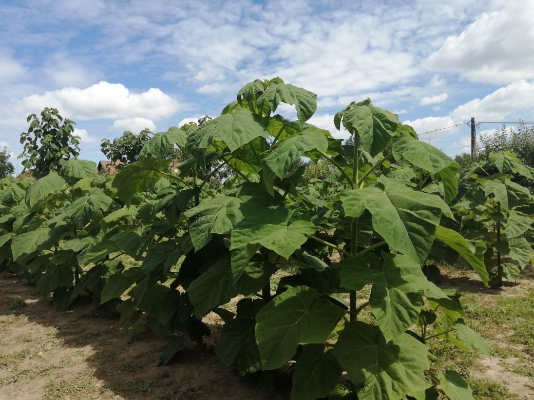 Butasi Paulownia, butasi kiwi, butasi smochin și butasi rodieri.