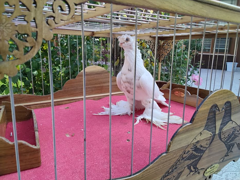 Кабутарлар голуби