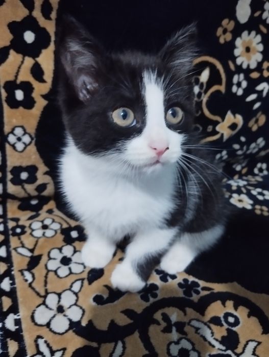 Отдам котенка в хорошие руки