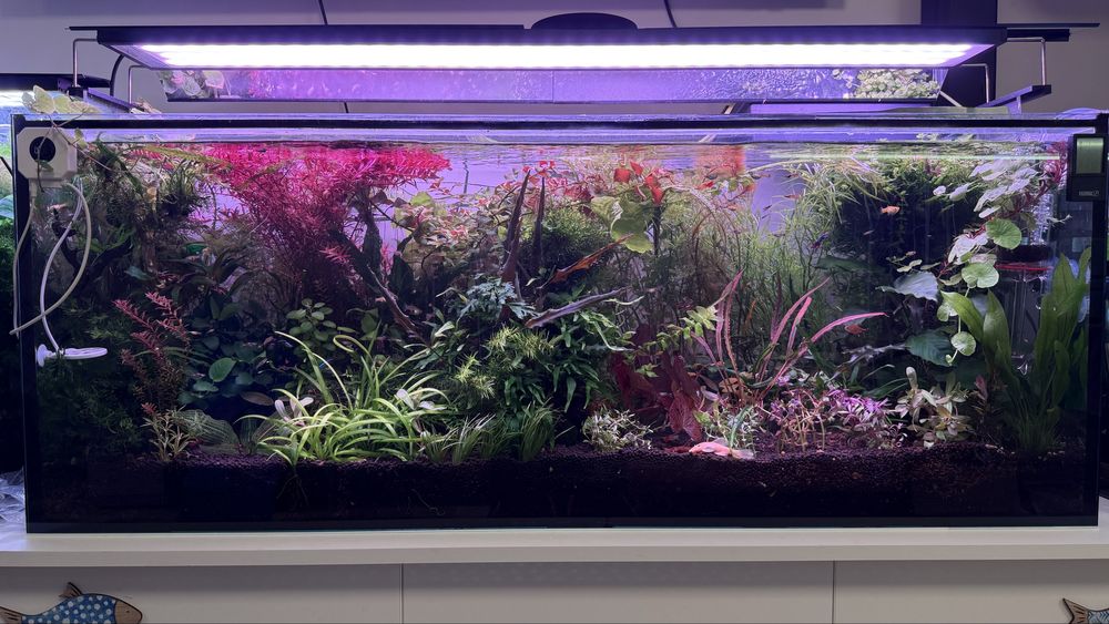 Растения за аквариум и корени