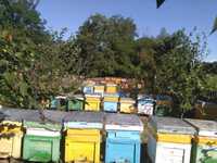 Vând 10 familii albine