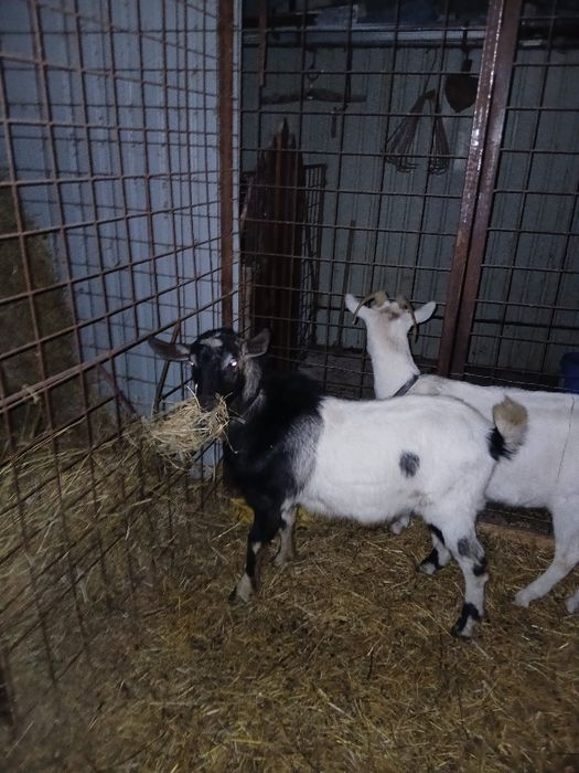 Vând țap meriș anglo nubian cu albă de banat